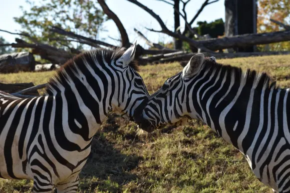 LunarSlots Kazino Atbalsts